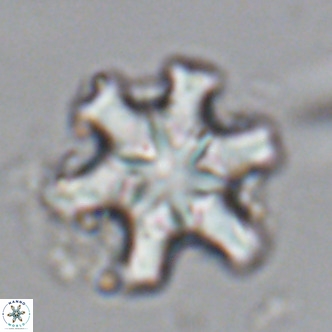 Discoaster musicus VR 18549