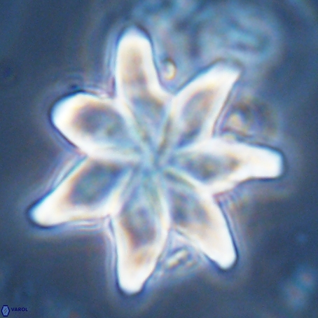 Discoaster nobilis 70528