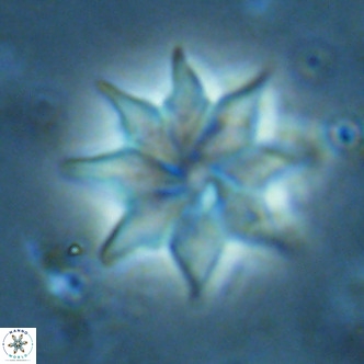 Discoaster saipanensis VR 02750