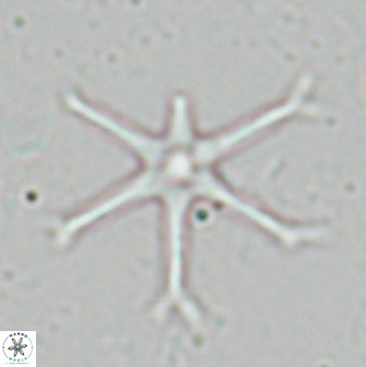 Discoaster signus 26916