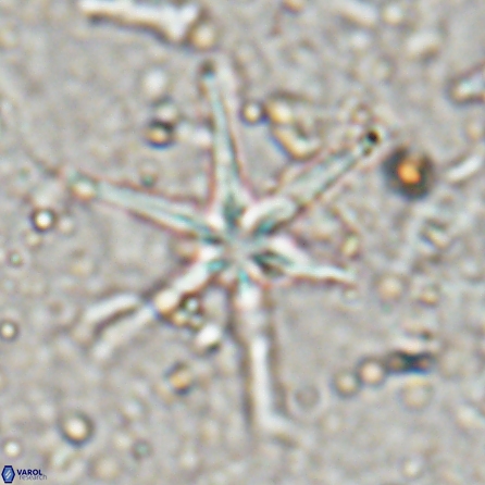 Discoaster petaliformis 27173