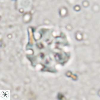 Discoaster pugliesei 13475