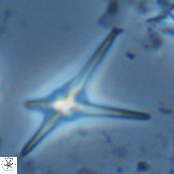 Discoaster quadramus VR 07526