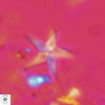 Discoaster quintatus VR 07409