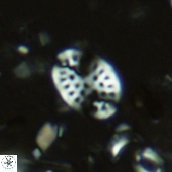 Pontosphaera vigintiforata VR 08191