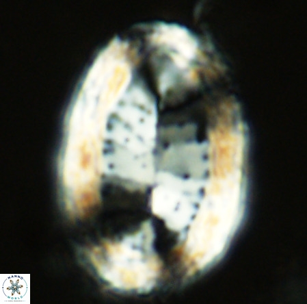 Discolithina messinae VR 07483