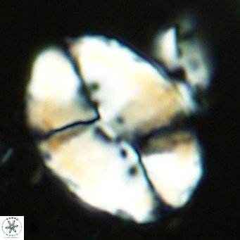 Pontosphaera lowei VR 07737