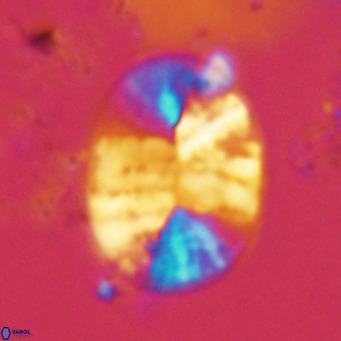 Pontosphaera erythrathalassanica VR 04783