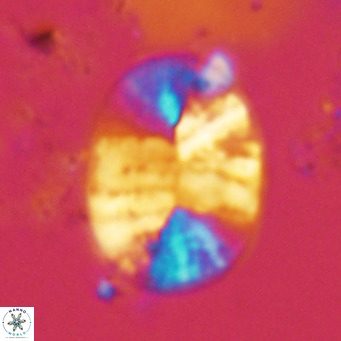 Pontosphaera erythrathalassanica VR 04783