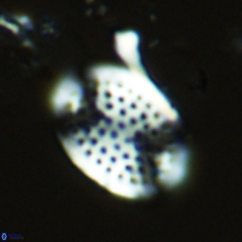 Pontosphaera multipora VR 07796