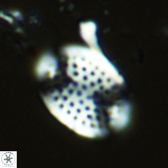 Pontosphaera multipora VR 07796
