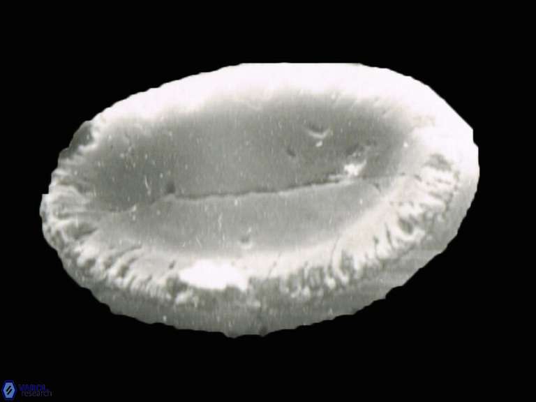 Discolithina scutellum 1220 3