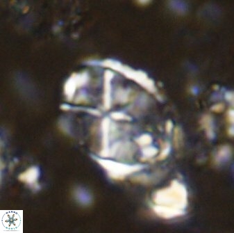 Dizeria stenastaurion 51640
