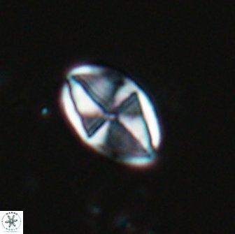 Dizeria vandekampiorum 17273