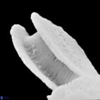 E anadoluensis 2