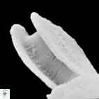 E anadoluensis 2