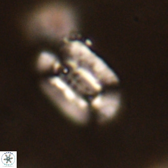 Ellipsolithus alabamaensis VR 00721