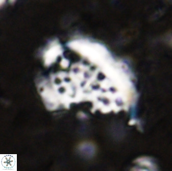Ellipsolithus aubryae 49208