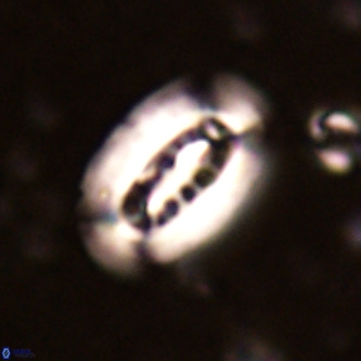 Ellipsolithus distichus VR 01443