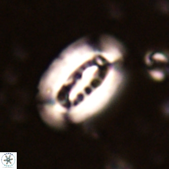 Ellipsolithus distichus VR 01443