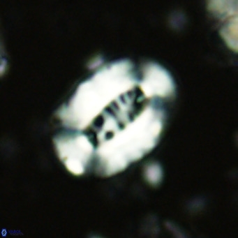 Ellipsolithus lajollaensis VR 02819