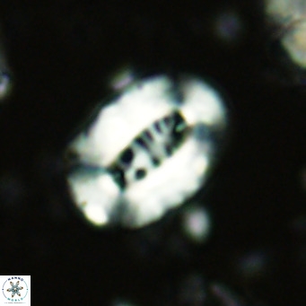 Ellipsolithus lajollaensis VR 02819