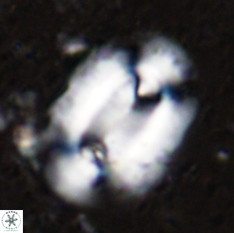 Ellipsolithus macellus 49142