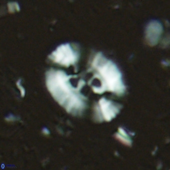 Ellipsolithus perch nielseniae VR 02755