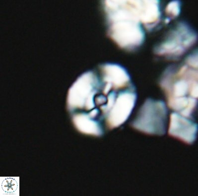 Ellipsagelosphaera supergestus 12606