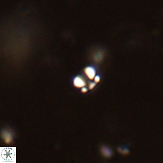Futyania patelosus VR 01800