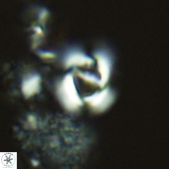 Gephyrocapsa grandis VR 03844