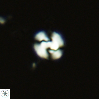 Gephyrocapsa kleisto VR 05517