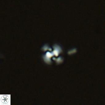 Gephyrocapsa kleisto small VR 03659