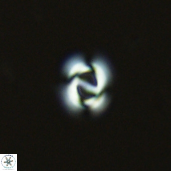 Gephyrocapsa oceanica VR 03398