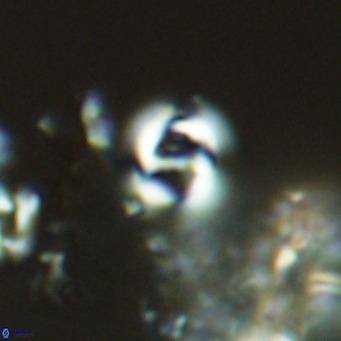 Gephyrocapsa omega VR 03312