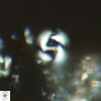 Gephyrocapsa omega VR 03312