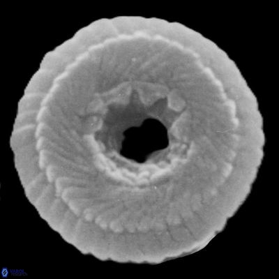 Girgisia adeiokentro1