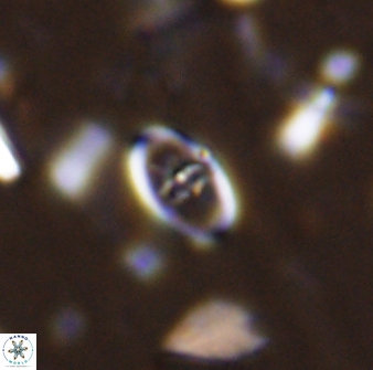 Glaukolithus fissus 33224