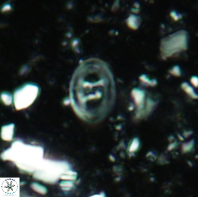 Glaukolithus mediotenebris 04521