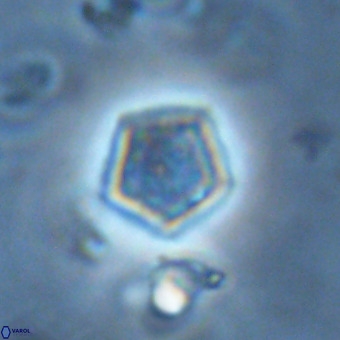 Goniolithus fluckigeri VR 00801