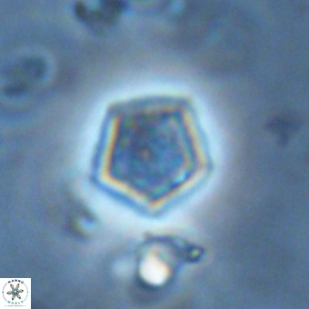 Goniolithus fluckigeri VR 00801