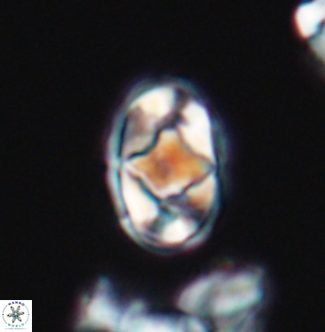 Gorkaea rhombocclusa 11349