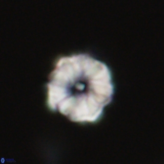 Hypsiteicholithus polymerus 66634