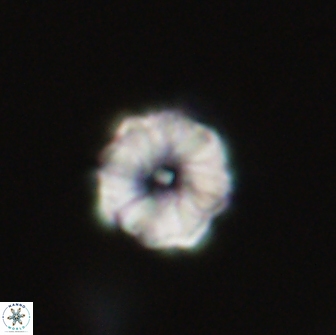 Hypsiteicholithus polymerus 66634