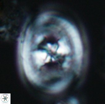 Hattneria cryptochondrus 9735