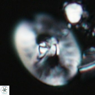 Hattneria elegans 17856