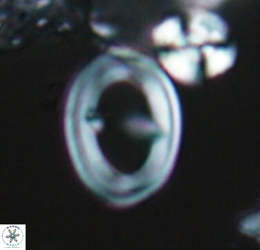 Hattneria glabra 10447