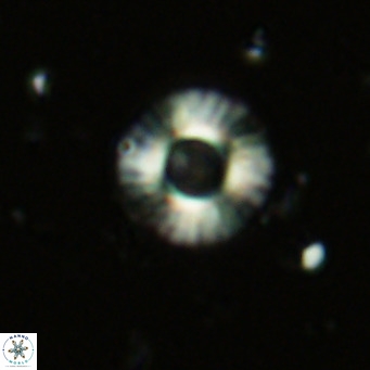 Hayella simplex VR 02778