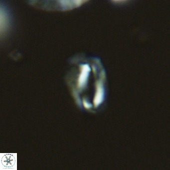 Helicosphaeroides mullerae VR 09900