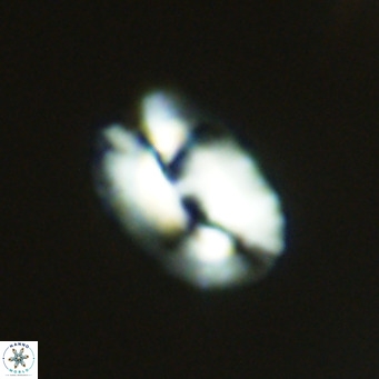 Helicosphaera bownii VR 09510